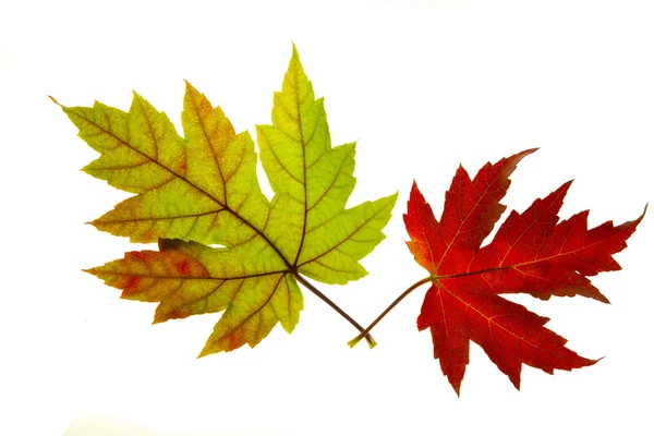 Pair of Red and Green Maple Leaves Backlit — Stock Photo, Image