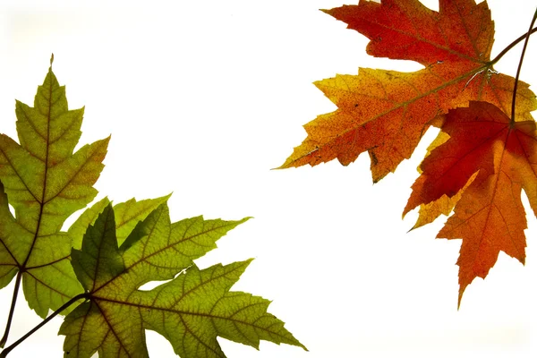 Karışık sonbahar renkleri arkadan aydınlatmalı 3 akçaağaç yaprakları — Stok fotoğraf