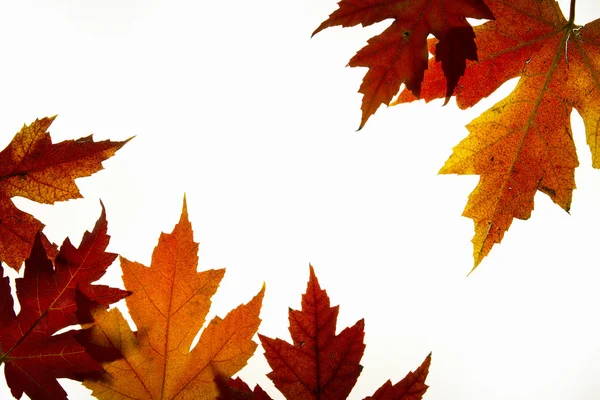 Φύλλα σφένδαμου μικτή πτώση χρώματα με οπίσθιο φωτισμό 2 — Φωτογραφία Αρχείου