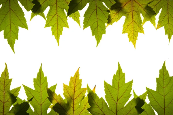 カエデの葉を緑と赤の静脈のバックライト — ストック写真
