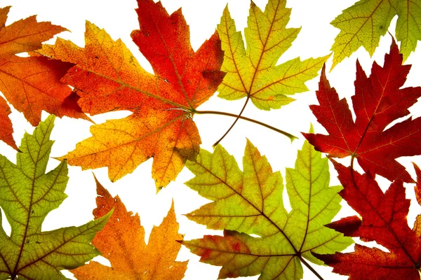 Φύλλα σφένδαμου μικτή πτώση χρώματα με οπίσθιο φωτισμό — Φωτογραφία Αρχείου