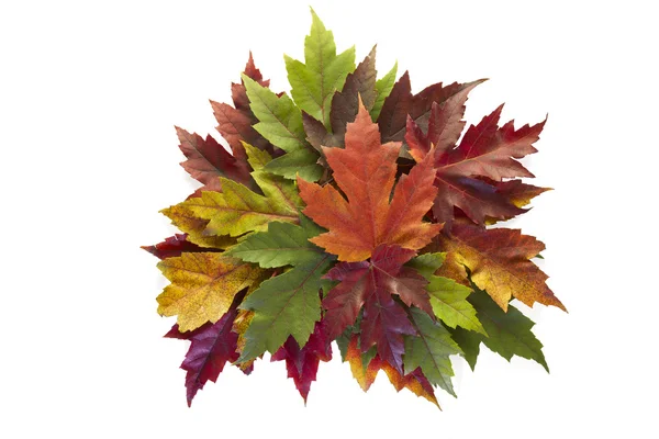 Klon liście mieszane jesieni kolory jesieni wieniec — Zdjęcie stockowe