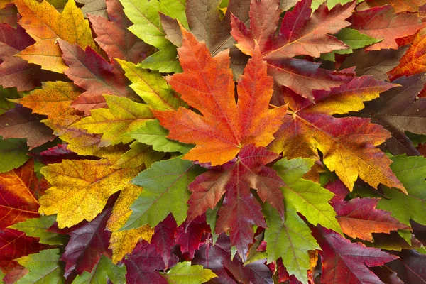 Ahorn Blätter gemischt Herbst Farben Hintergrund — Stockfoto