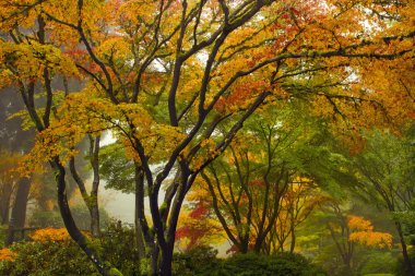 Canopy of Japanese Maple Trees in the Fall 2 clipart