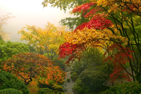 Японские кленовые деревья осенью — стоковое фото
