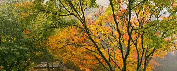 Kronendach japanischer Ahornbäume im Herbst — Stockfoto