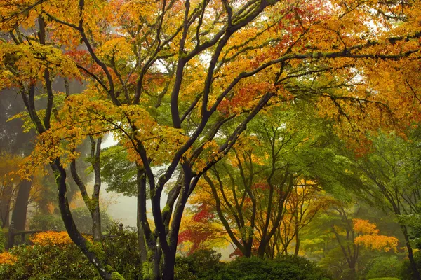 Dosel de los árboles de arce japonés en otoño 2 — Foto de Stock