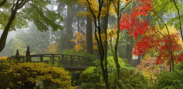 Wooden Bridge at Japanese Garden in Autumn Panorama