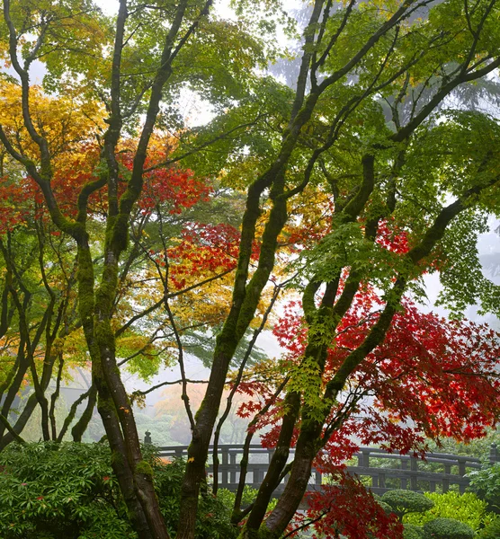 在秋天 3 日本槭树的树冠 — 图库照片