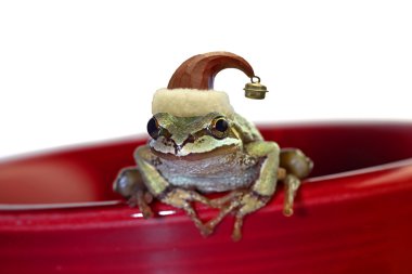 Kırmızı kupa üzerinde oturup Noel ağaç kurbağası