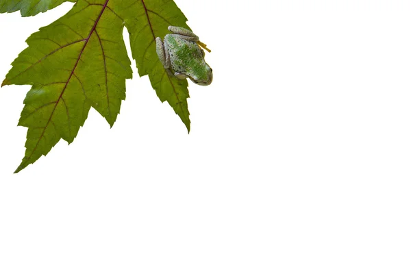 Tarih yaprak yeşil ağaç kurbağası — Stok fotoğraf