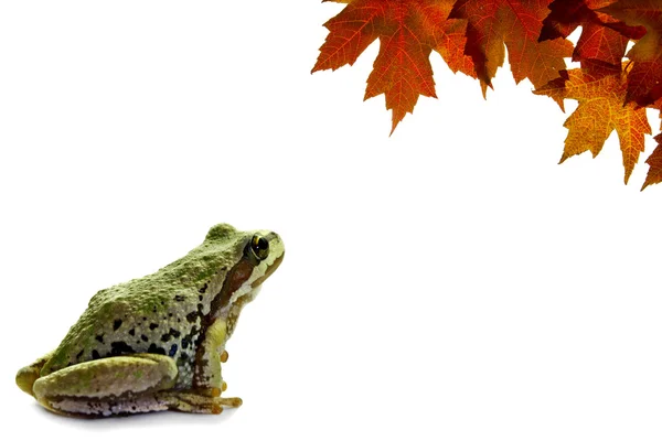 Pacific Tree Frog Sentado com folhas de bordo de queda — Fotografia de Stock