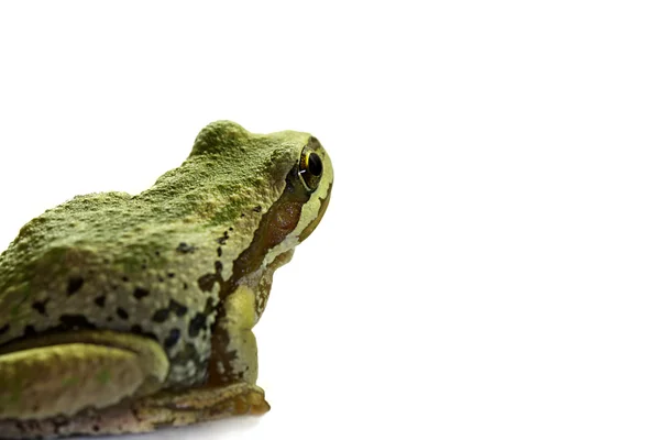 Pacyfiku żaba siedzi 2 — Zdjęcie stockowe