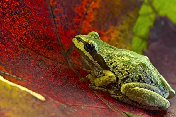 Pacific Tree Frog on Maple Leaves — Stock Photo, Image