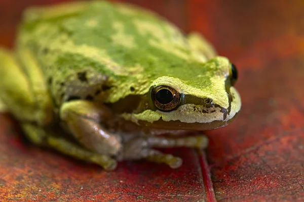 Pacyfiku żaba na klon liście 2 — Zdjęcie stockowe