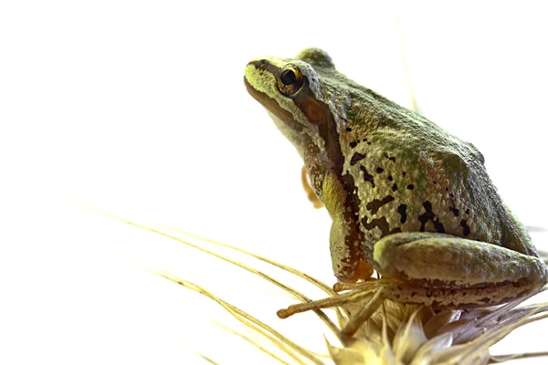 Pacific Tree Frog Sitting on Stalk of Wheat — Stock Photo, Image