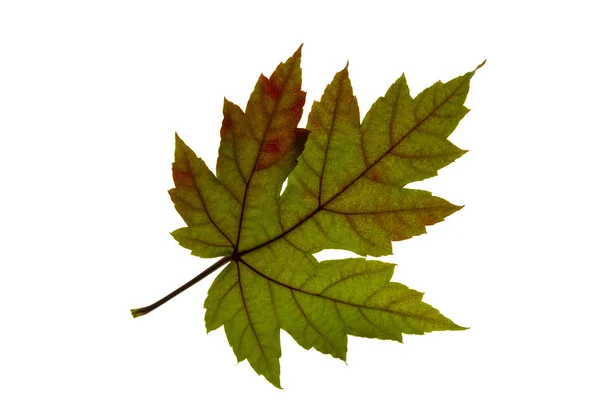 Одноместный кленовый лист изменения цвета осени — стоковое фото