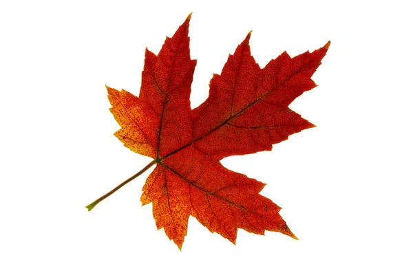 Одиночная смена кленового листа осенний цвет 2 — стоковое фото