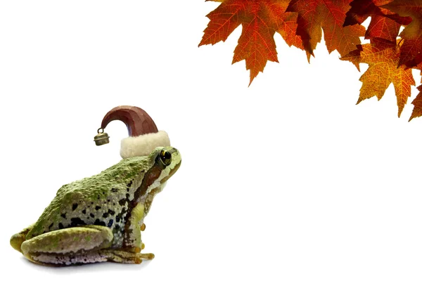 Christmas Tree Frog Sitting with Red Maple Leaves — Stock Photo, Image