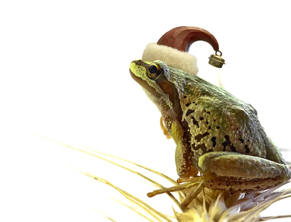 Boże Narodzenie drzewo żaba siedzi na szypułka pszenicy — Zdjęcie stockowe