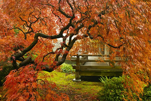 Árvore de bordo de folha de renda vermelha japonesa no outono — Fotografia de Stock