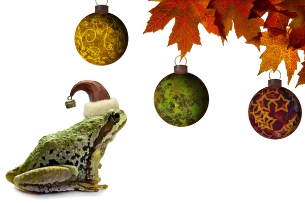 Χριστουγεννιάτικο δέντρο βάτραχος που κάθεται με το κόκκινο σφενδάμνου αφήνει — Φωτογραφία Αρχείου