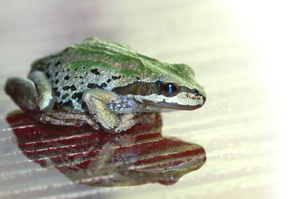 Pacific Tree Frog Reflexão na superfície de vidro — Fotografia de Stock