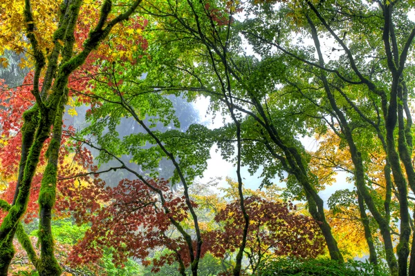 Dosel de los árboles de arce japonés en otoño 3 — Foto de Stock