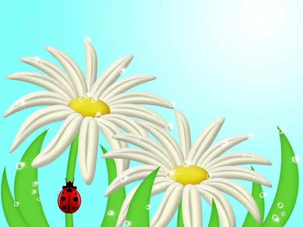 Lieveheersbeestje klimmen daisy flower stam — Stockfoto