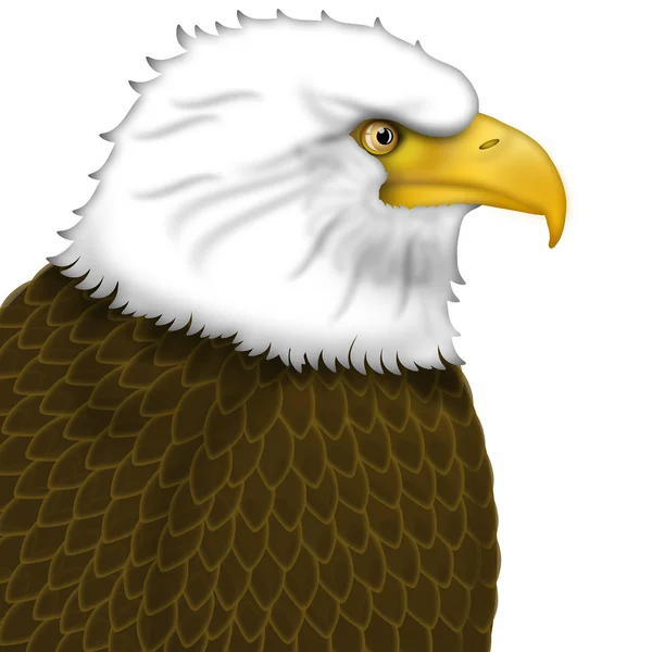 Americano careca águia retrato — Fotografia de Stock