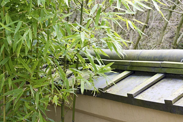 stock image Bamboo Plants in Japanese Garden