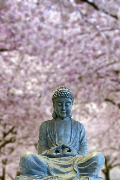 Sitting Full Body Buddha with Cherry Blossom Trees — Stock Photo, Image