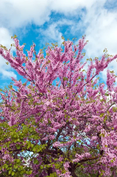 Spring Blossom — Stock Photo, Image