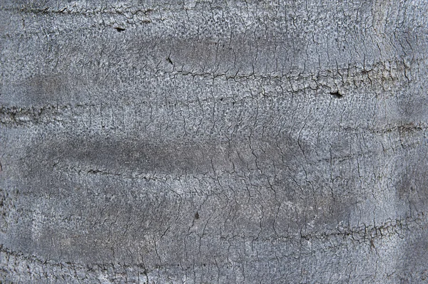 Chily wine palm bark background — Stock Photo, Image
