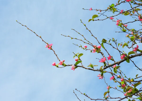 Spring Blossom — Stock Photo, Image