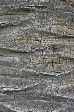 Bark of a Canary Island Date Palm clipart