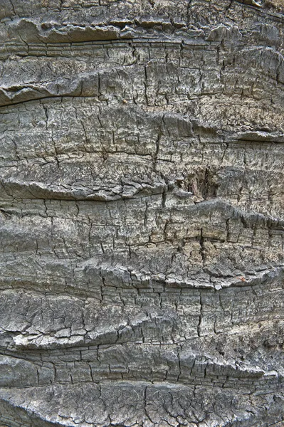 Bark of a Canary Island Date Palm — Stock Photo, Image