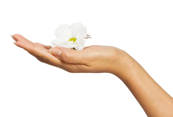 Красива жіноча рука з квітами — стокове фото