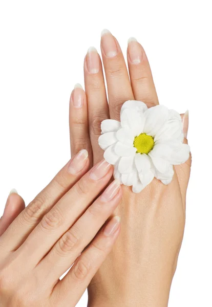 Obraz Piękny Ręce Kobiece Kwiat Białym Tle — Zdjęcie stockowe