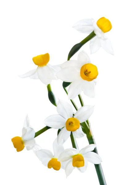 White Spring narcissus — Stock Photo, Image