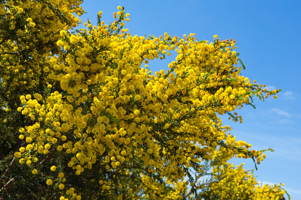 Австралийская акация
