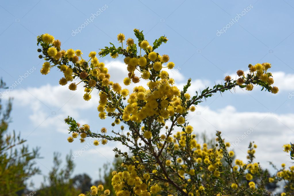 Australian acacia — Stock Photo © levkro #5280157