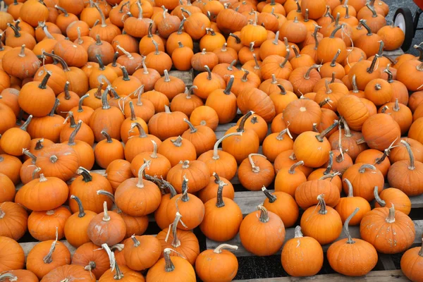 Many small pumpkins fill the frame — Stock Photo, Image