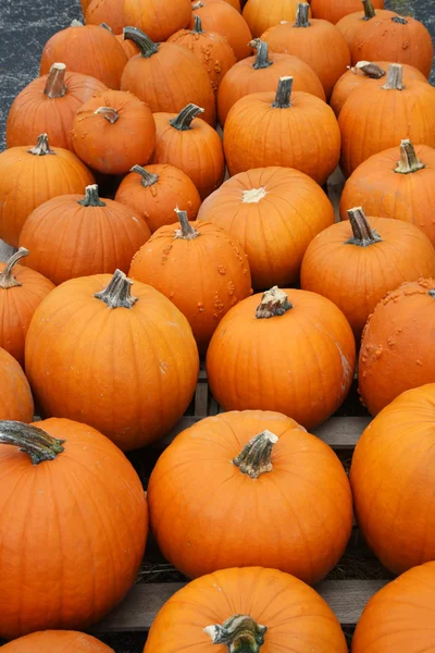 Many pumpkins fill the frame vertical — Stock Photo, Image