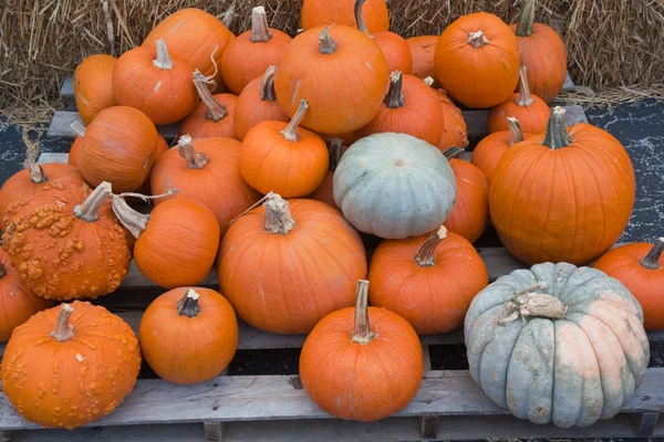 Different types of pumpkins for sale at a market — Stock Photo, Image
