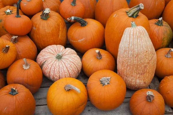 Various pumpkins for sale at a market — Stock Photo, Image