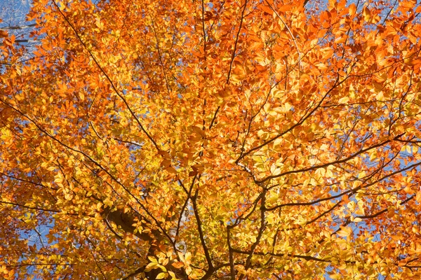 Fall leaves of American beech — Stock Photo, Image