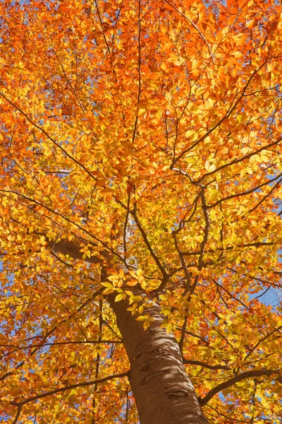 Folhas de queda de uma faia americana vertical — Fotografia de Stock