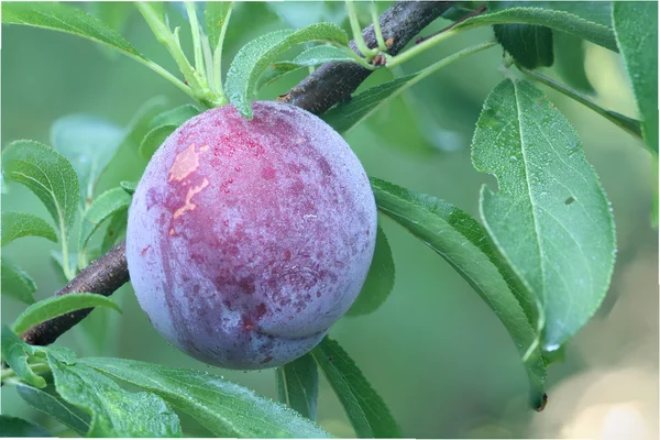 Ripe fruit of a Japanese plum — Stock Photo, Image