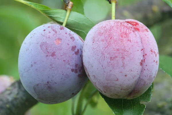 Zwei reife Früchte einer japanischen Pflaume — Stockfoto